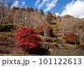 奥多摩の紅葉 奥多摩の紅葉 101122613