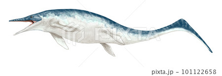 ウタツサウルス　日本で発見された原始的魚竜　 101122658