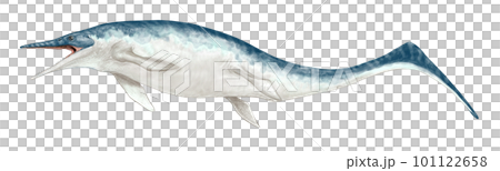 ウタツサウルス　日本で発見された原始的魚竜　 101122658