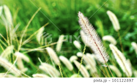 風になびくエノコログサ(ネコジャラシ) 風になびくエノコログサ(ネコジャラシ) 101122897