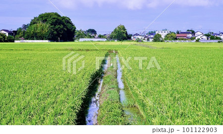青々とした田園風景 青々とした田園風景 101122903