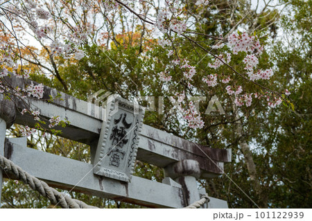 春の久礼八幡に咲く桜の花 101122939