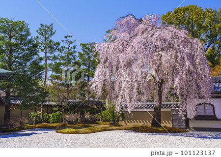 高台寺の満開の枝垂れ桜（京都市東山区） 101123137