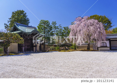 高台寺の満開の枝垂れ桜(京都市東山区) 高台寺の満開の枝垂れ桜(京都市東山区) 101123141