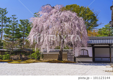 高台寺の満開の枝垂れ桜(京都市東山区) 高台寺の満開の枝垂れ桜(京都市東山区) 101123144