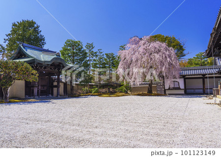高台寺の満開の枝垂れ桜(京都市東山区) 高台寺の満開の枝垂れ桜(京都市東山区) 101123149