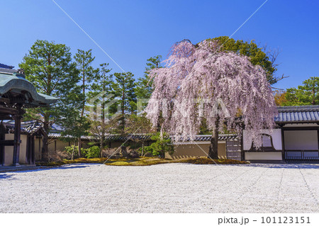 高台寺の満開の枝垂れ桜（京都市東山区） 101123151