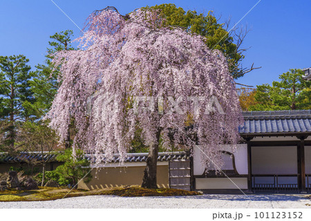 高台寺の満開の枝垂れ桜（京都市東山区） 101123152