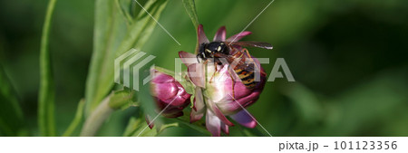 Honey bees feed on nectar of pink flowers 101123356