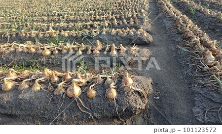 農耕 農業 耕作 101123572