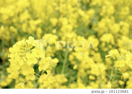 菜の花畑　犬寄峠の黄色い丘　愛媛県伊予市 101123681