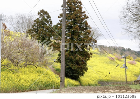 菜の花畑　犬寄峠の黄色い丘　愛媛県伊予市 101123688