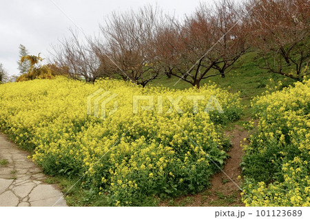 菜の花畑 犬寄峠の黄色い丘 愛媛県伊予市 菜の花畑 犬寄峠の黄色い丘 愛媛県伊予市 101123689