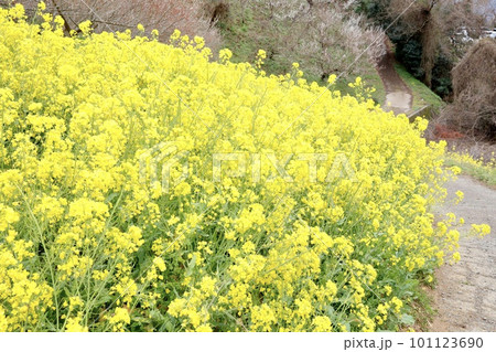 菜の花畑 犬寄峠の黄色い丘 愛媛県伊予市 菜の花畑 犬寄峠の黄色い丘 愛媛県伊予市 101123690