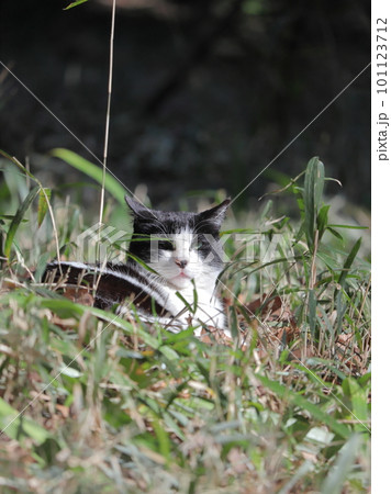 草むらで日向ぼっこしている地域猫 101123712