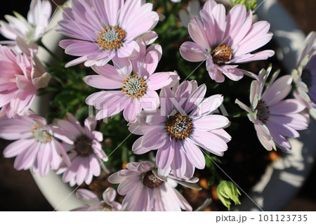 オステオスペルマムの素敵な花 101123735