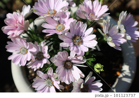 オステオスペルマムの素敵な花 101123737