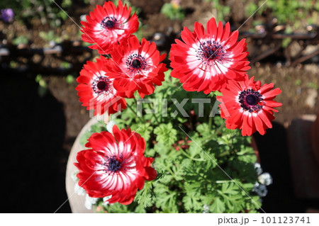 赤いアネモネポルトダブルの花 101123741