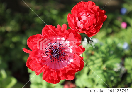 赤いアネモネポルトダブルの花 101123745