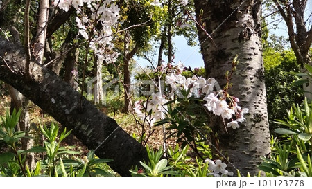 胴咲き桜 101123778