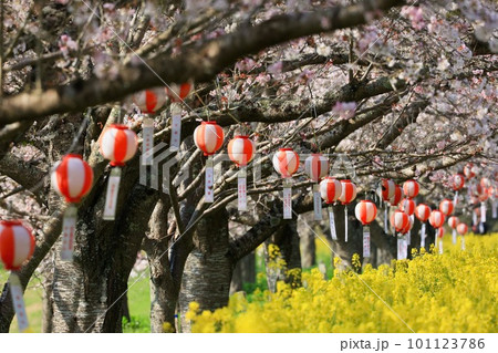 辰ノ口親水公園の桜　茨城県 101123786