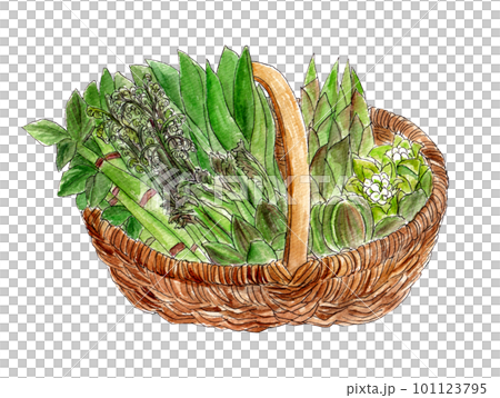 手描き水彩のかごに入った春の山菜イラスト 101123795