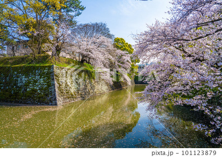 駿府城公園の春 101123879