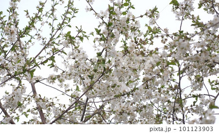 flowering spring tree. spring flowering trees. white flower. Tree spirea green landscape agriculture season color spring lush. ceremony colourful beauty traditional activity flying japanese charming flowering spring tree. spring flowering trees. white flower. Tree spirea green landscape agriculture season color spring lush. ceremony colourful beauty traditional activity flying japanese charming 101123903