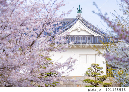 駿府城公園の春 駿府城公園の春 101123958