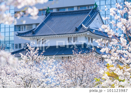 駿府城公園の春 101123987