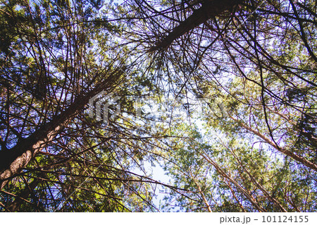 Glimpses of sun through dense forest. Pine forest in sun's rays. Glimpses of sun through dense forest. Pine forest in sun's rays. 101124155
