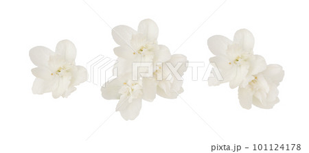 Set of jasmine flowers and leaves isolated Set of jasmine flowers and leaves isolated 101124178