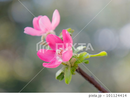春の日差しを浴びて咲く花梨の花 101124414