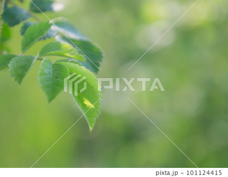 エコイメージ：森の中で光を浴びているノイバラの若葉 101124415