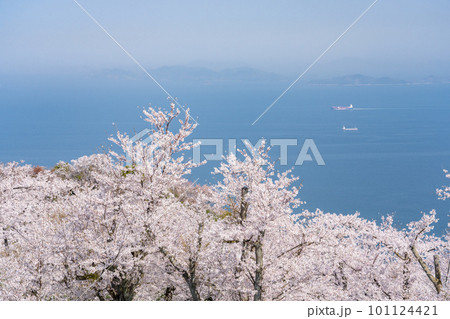 桜満開の紫雲出山から見た春の風景 桜満開の紫雲出山から見た春の風景 101124421