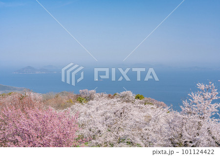 桜満開の紫雲出山から見た春の風景 101124422