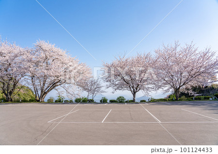 桜満開の紫雲出山から見た春の風景 桜満開の紫雲出山から見た春の風景 101124433
