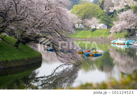 桜咲く千鳥ヶ淵の風景 桜咲く千鳥ヶ淵の風景 101124523