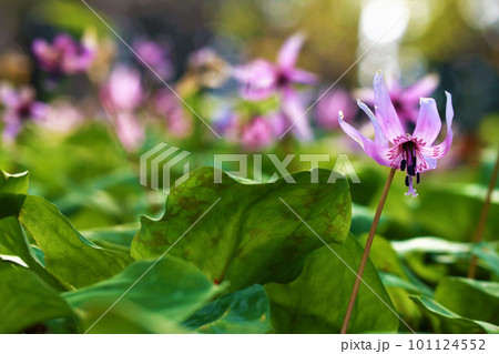 カタクリの花が咲いています 101124552