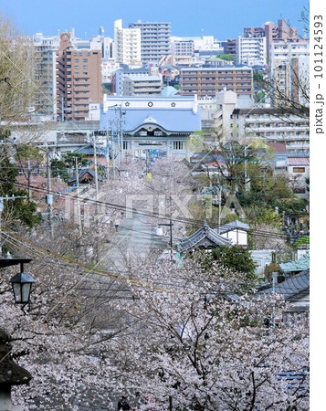 春の肥後本妙寺 桜の木、仁王門と熊本市の町並み 春の肥後本妙寺 桜の木、仁王門と熊本市の町並み 101124593