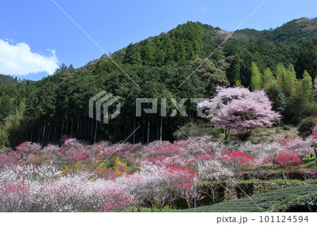 久喜の花桃 春らんまん (高知県 仁淀川町) 久喜の花桃 春らんまん (高知県 仁淀川町) 101124594