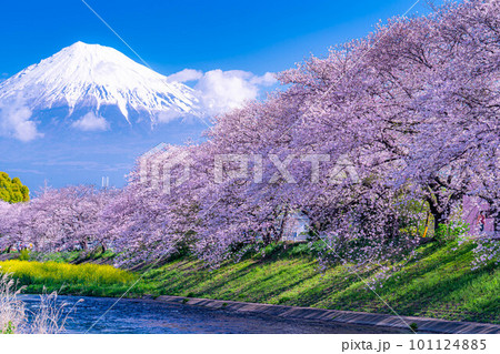 【春の絶景】静岡県富士市の潤井川の桜・龍巌淵【静岡県】 101124885