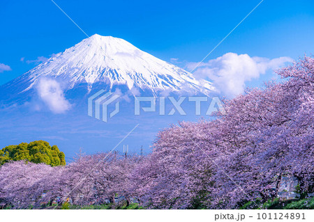 【春の絶景】静岡県富士市の潤井川の桜・龍巌淵【静岡県】 101124891
