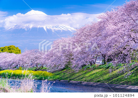 【春の絶景】静岡県富士市の潤井川の桜・龍巌淵【静岡県】 101124894