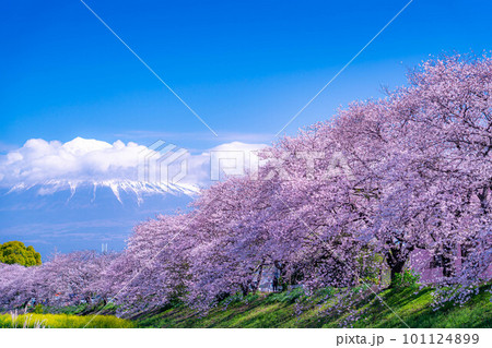 【春の絶景】静岡県富士市の潤井川の桜・龍巌淵【静岡県】 101124899