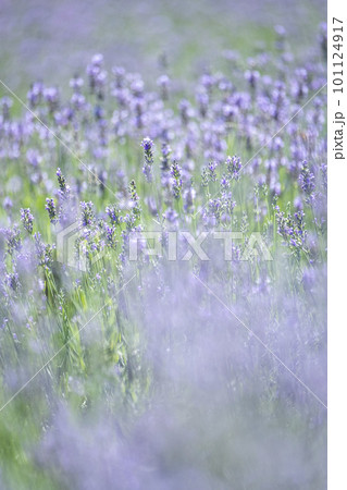 ラベンダーの花　蒜山高原 101124917