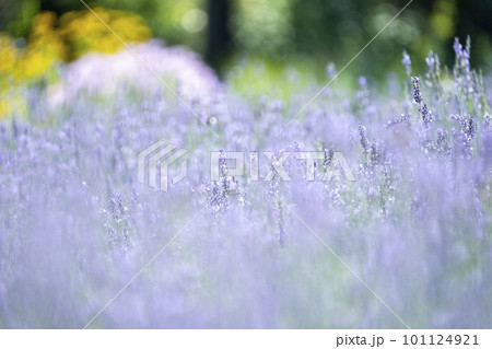 ラベンダーの花　蒜山高原 101124921