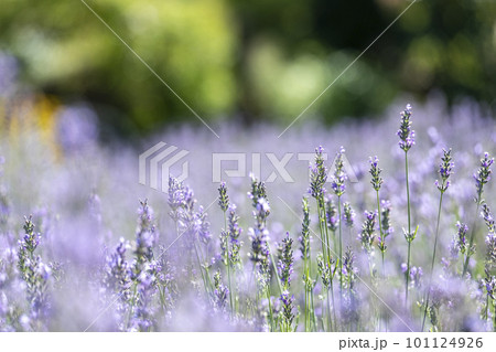 ラベンダーの花　蒜山高原 101124926
