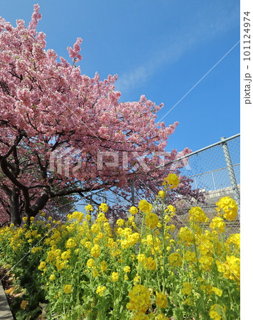 三浦海岸の河津桜と菜の花 三浦海岸の河津桜と菜の花 101124974