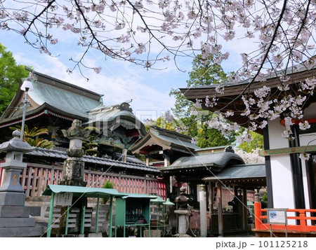 春の肥後本妙寺 清正公浄池廟本殿 (熊本市) 春の肥後本妙寺 清正公浄池廟本殿 (熊本市) 101125218